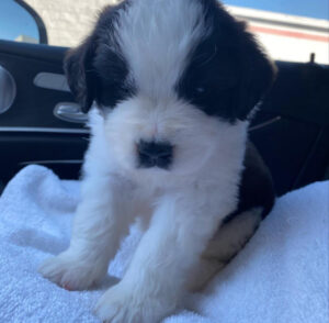 Saint Bernard Breeders