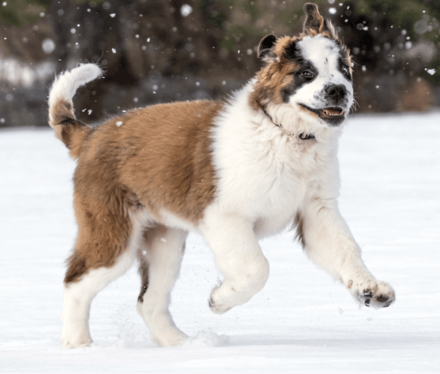 SAINT BERNARD BREEDERS
